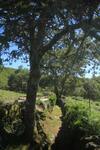 O Xard�n Da Fraga