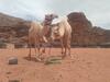 Yalla Mountain Hostel