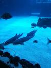 Apartamento Las Canteras Aquarium