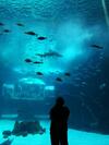 Apartamento Las Canteras Aquarium