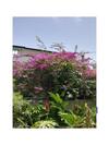 Appartement Le Citronnier