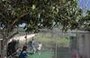 Villa Son Roig ,lugar Id�lico,en El Coraz�n de Mallorca