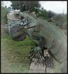 G�te Maison Flandrin Guadeloupe