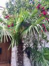 Apartamento Palmera