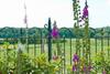 Bed & Breakfast Gastenverblijf De Korenhorst