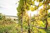 Wiener�s Kellerst�ckl