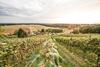 Wiener�s Kellerst�ckl