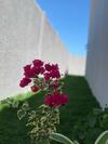 Casa Incr�vel Na Barra de S�o Miguel