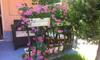 Hostal Guest House Ivy