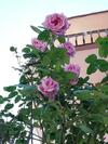 Hostal Guest House Ivy