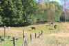 Agroturismo S?oneczna Zagroda - Sunny Ridge Farm