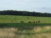 Smerekowiec Domek W Lesie