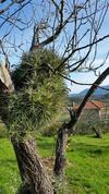Agroturismo Turismo Rural El Piensu