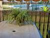 Apartamento Alquiler Mazagon Pre-parque Do�ana
