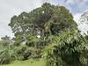 Bed & Breakfast La Ceiba Tree Lodge