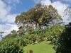 Bed & Breakfast La Ceiba Tree Lodge