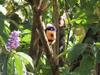 Bed & Breakfast La Ceiba Tree Lodge