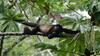 Bed & Breakfast La Ceiba Tree Lodge