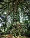 Bed & Breakfast La Ceiba Tree Lodge