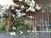 Hostal Guest House Villa Roza