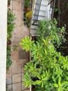 Hostal Sunshine Villa Apartments - Candolim