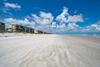 Sand Dollar #205