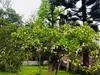 Bed & Breakfast Avalon Grove