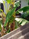 Apartamento Tropical Dream