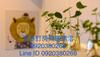 Albergue Camouflage Guest House
