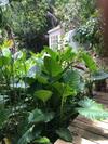Waiwurri - Palm Beach Holiday Home, Waiheke