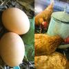 B&B de Pauw - Country Home Cooking
