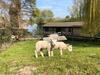 Apartamento Nette Fijne 2 Persoons Studio Met Jacuzzi " de Toffe Peer "