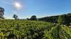Apartamento Weingut & Ferienwohnungen Lenhard