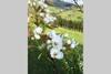 Ferienhaus Gro�alber