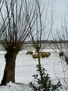 Bed & Breakfast Het Kraaienbosch