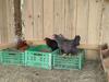 Cocon Familial � La Ferme