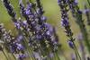 Hostal C�t� Provence