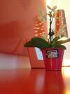 Apartamento Vieux Port Studio Chic