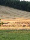 Les Cypr�s de Crose II