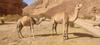 Wadi Rum Desert Eid Camp & Cave & Tours