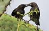 Bed & Breakfast Cormorant Beach House