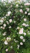 B&B Eenvoud In Overvloed