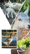 Agroturismo Monte Do Lago, Peg�es