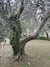 Hostal La Vert Olive