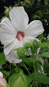 Apartamento Sommerfrische