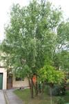 Bed & Breakfast I Salici Di Laura