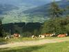 Agroturismo Urbangut