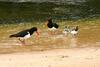 Durras Lake North Holiday Park