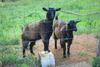 Alstonville Country Cottages