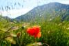 Bed & Breakfast La Locanda Nel Vento